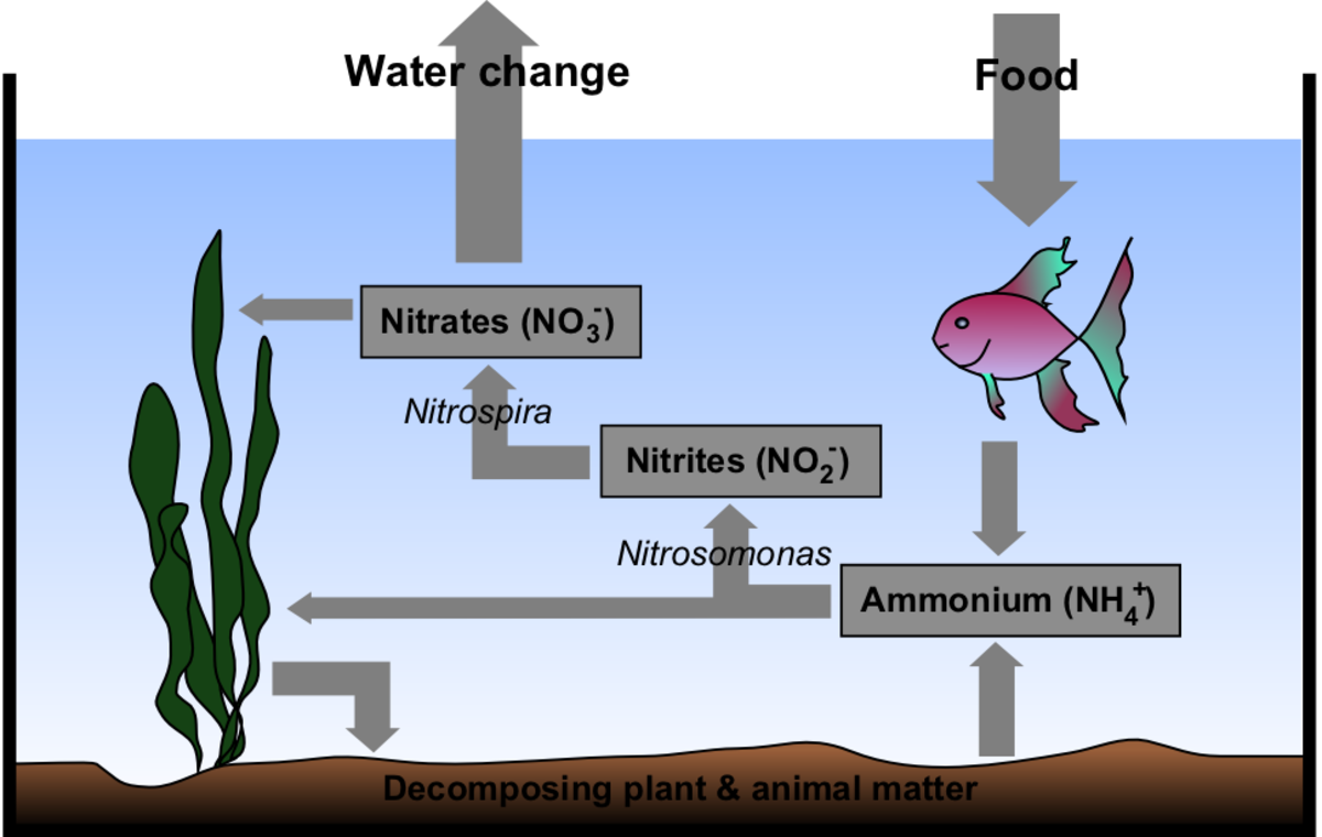 The Nitrogen Cycle simplified 