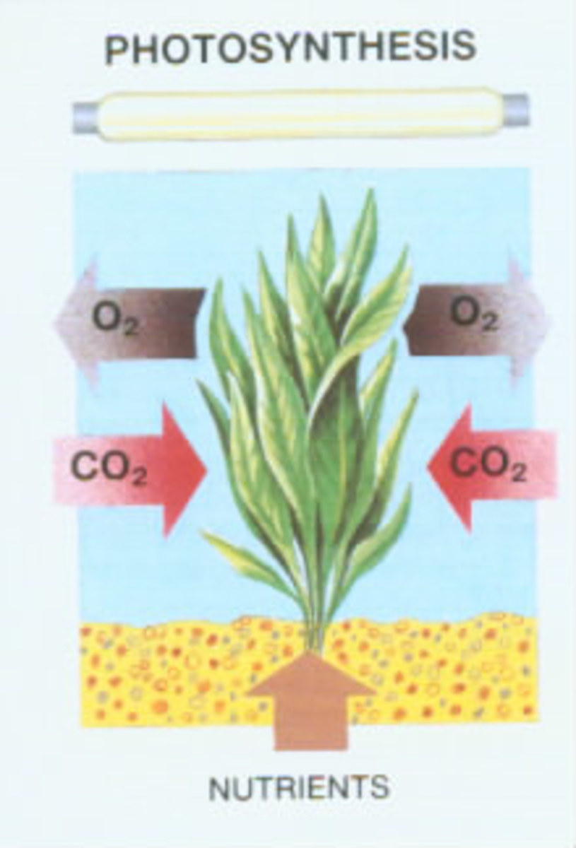 The basic idea of photosynthesis