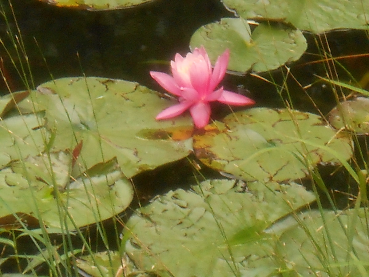 Water lilies and Lilly pads are so beautiful!