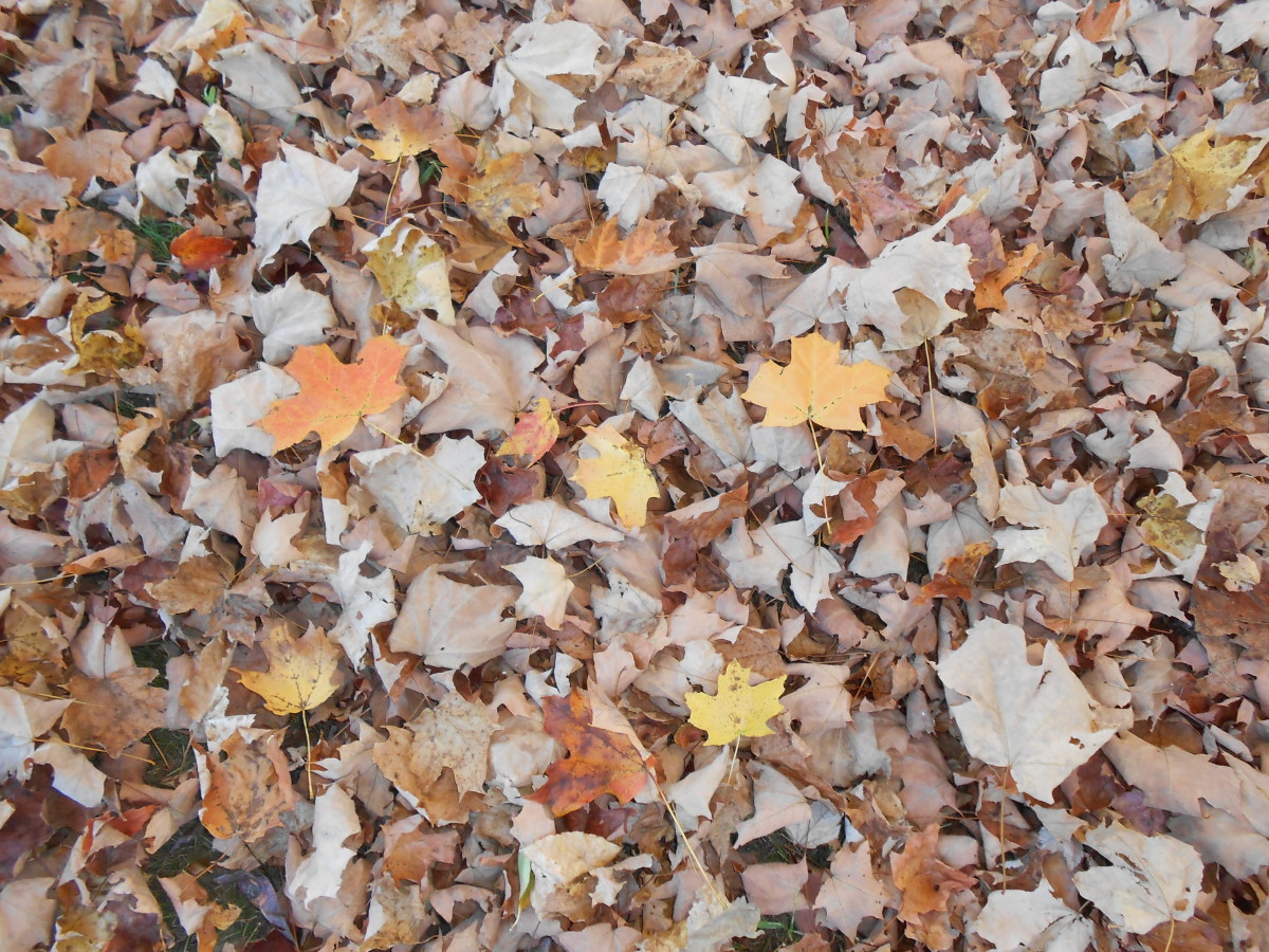 Walking on fallen leaves in the Fall in Connecticut is a delight to the senses as the crunchy sound reaches ones ears and the earthy scent wafts up to one's nostrils.