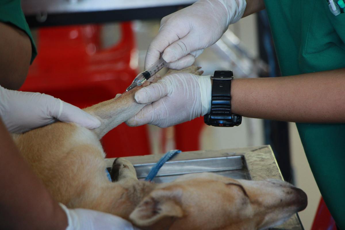 Administration of a IV injection in a Dog