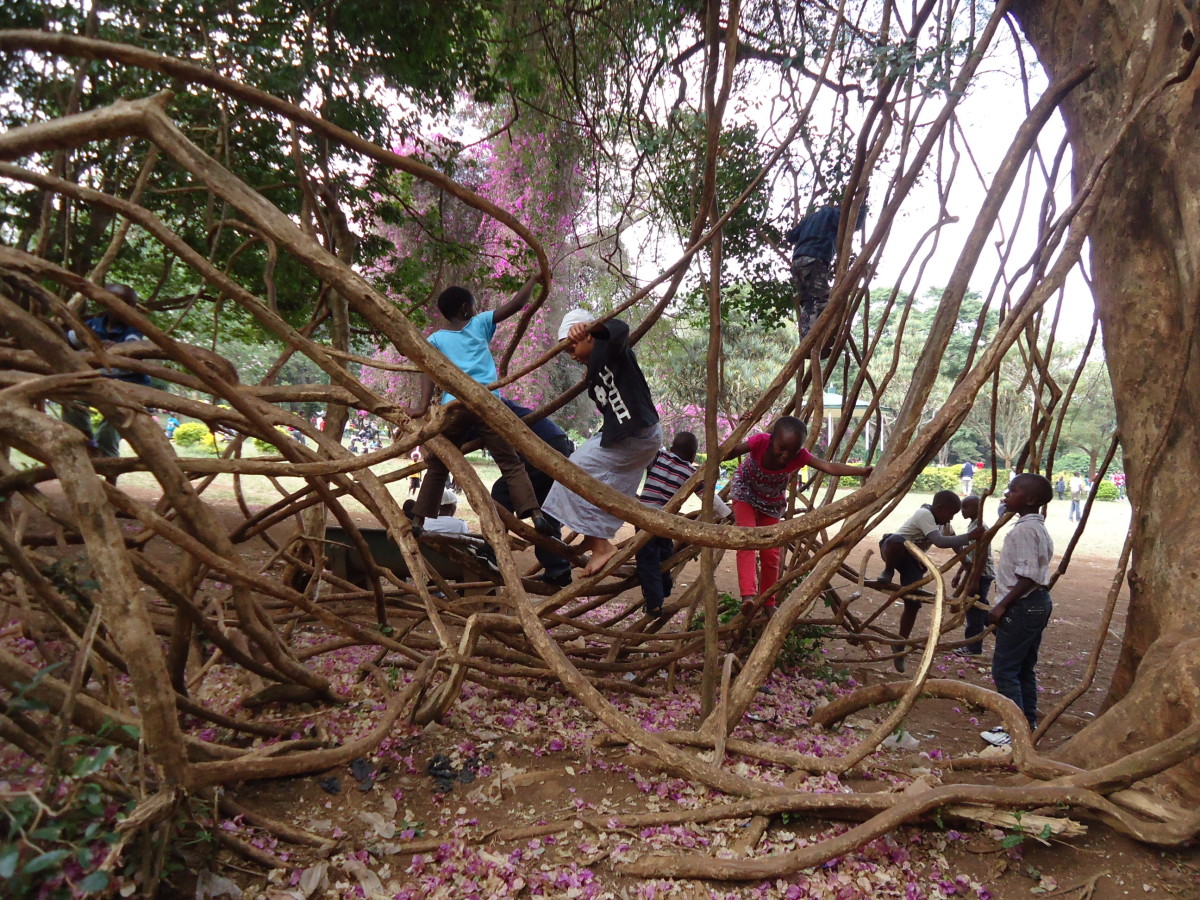 Children playing with tangled tree branches aping the Sykes monkeys.