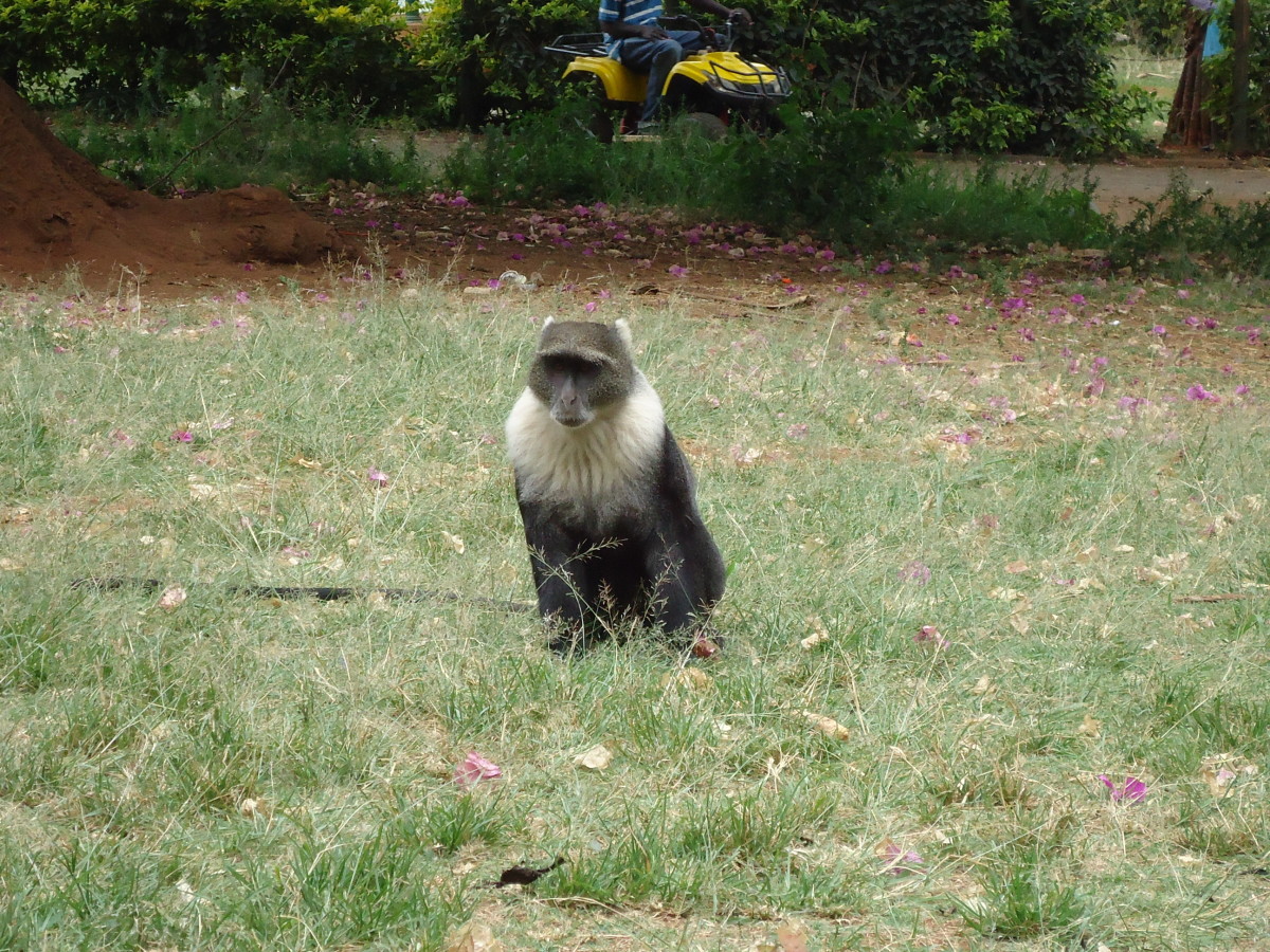 A Sykes Monkey staring at visitors at Nairobi City Park