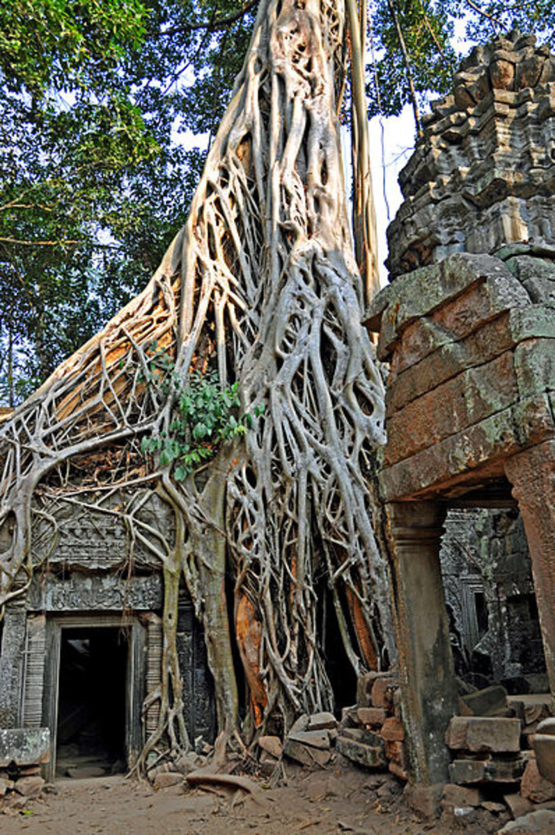 These large fig trees are consuming the ruins of Ta Prohm in Cambodia