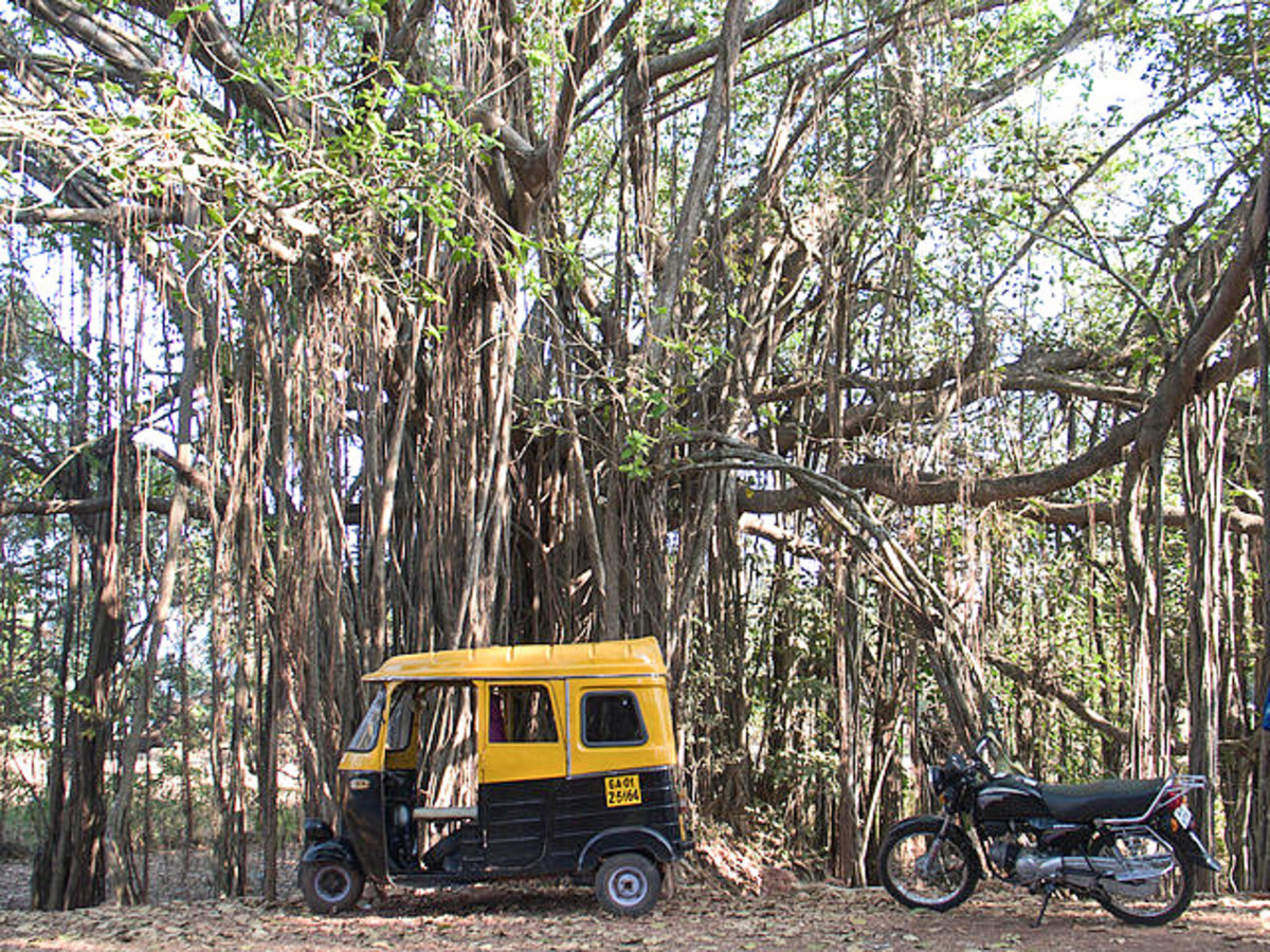 This banyan tree was found near Morjim, Goa, India.
