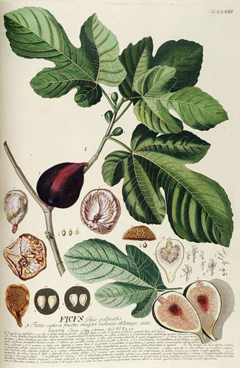 Botanical illustration for the common fig, Ficus carica