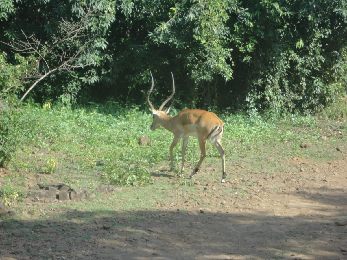 impala sanctuary