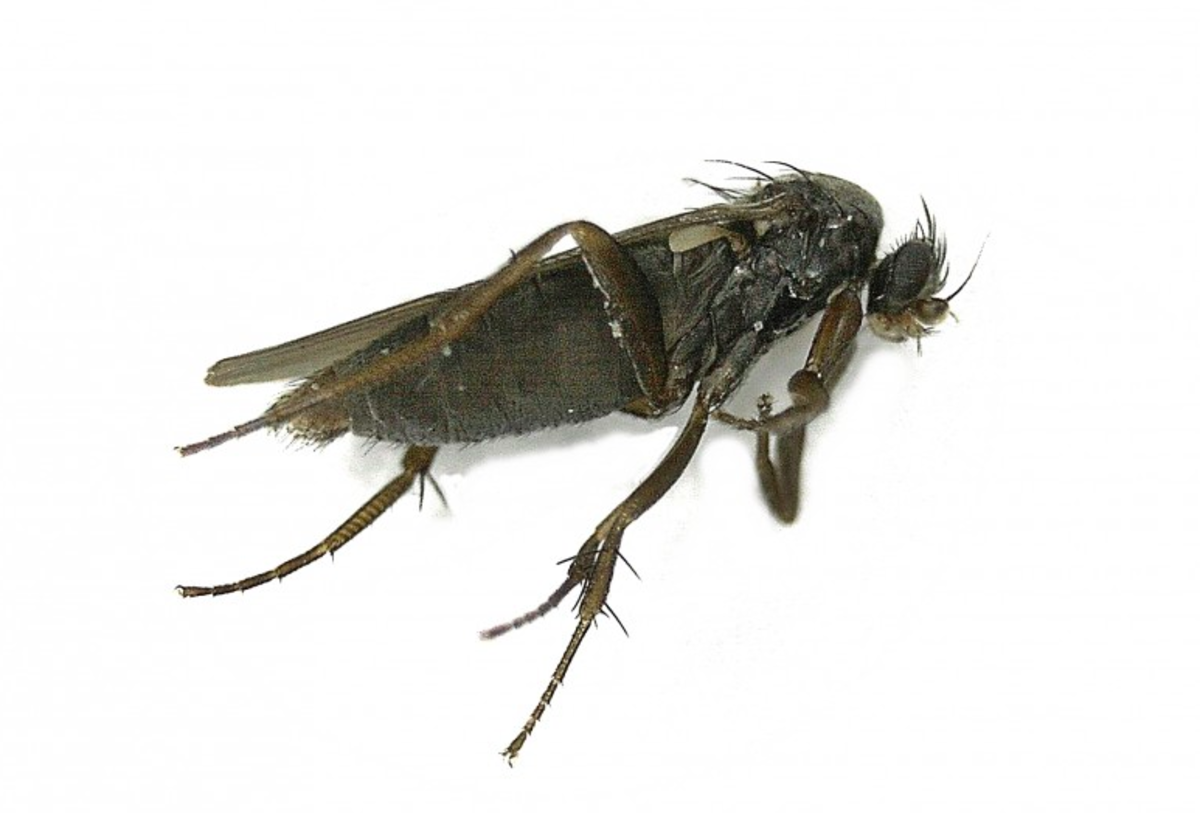 A phorid fly, aka a drain fly