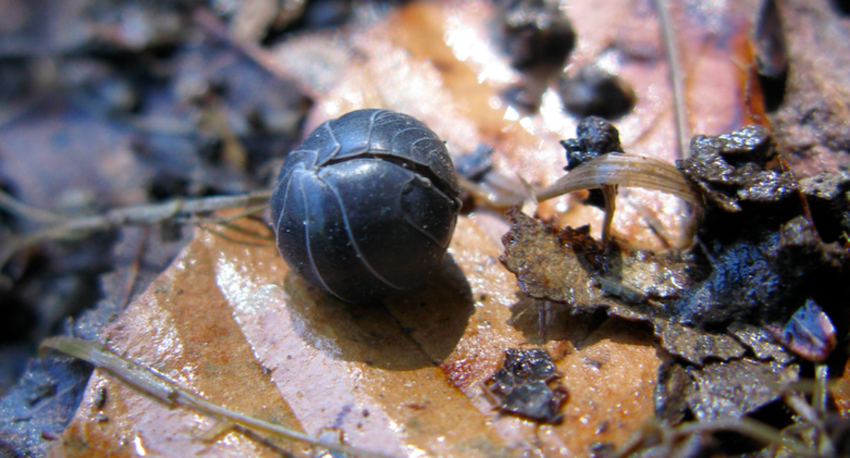 A pill bug, rolled up for protection