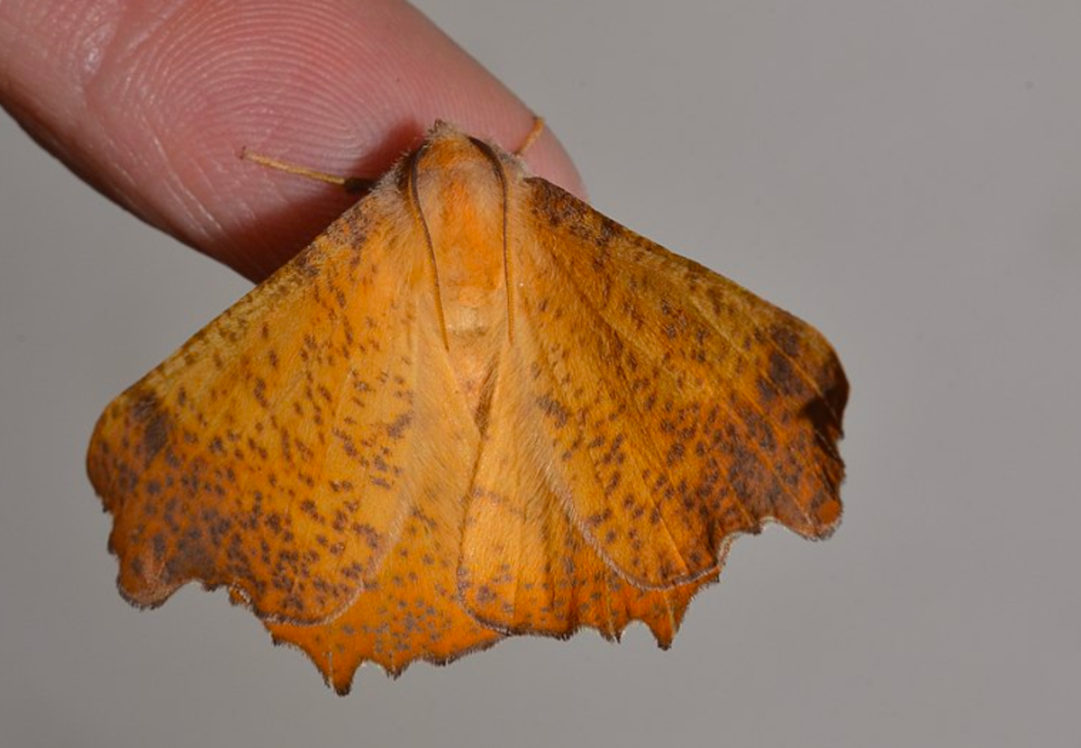 Maple spanworm adult moth