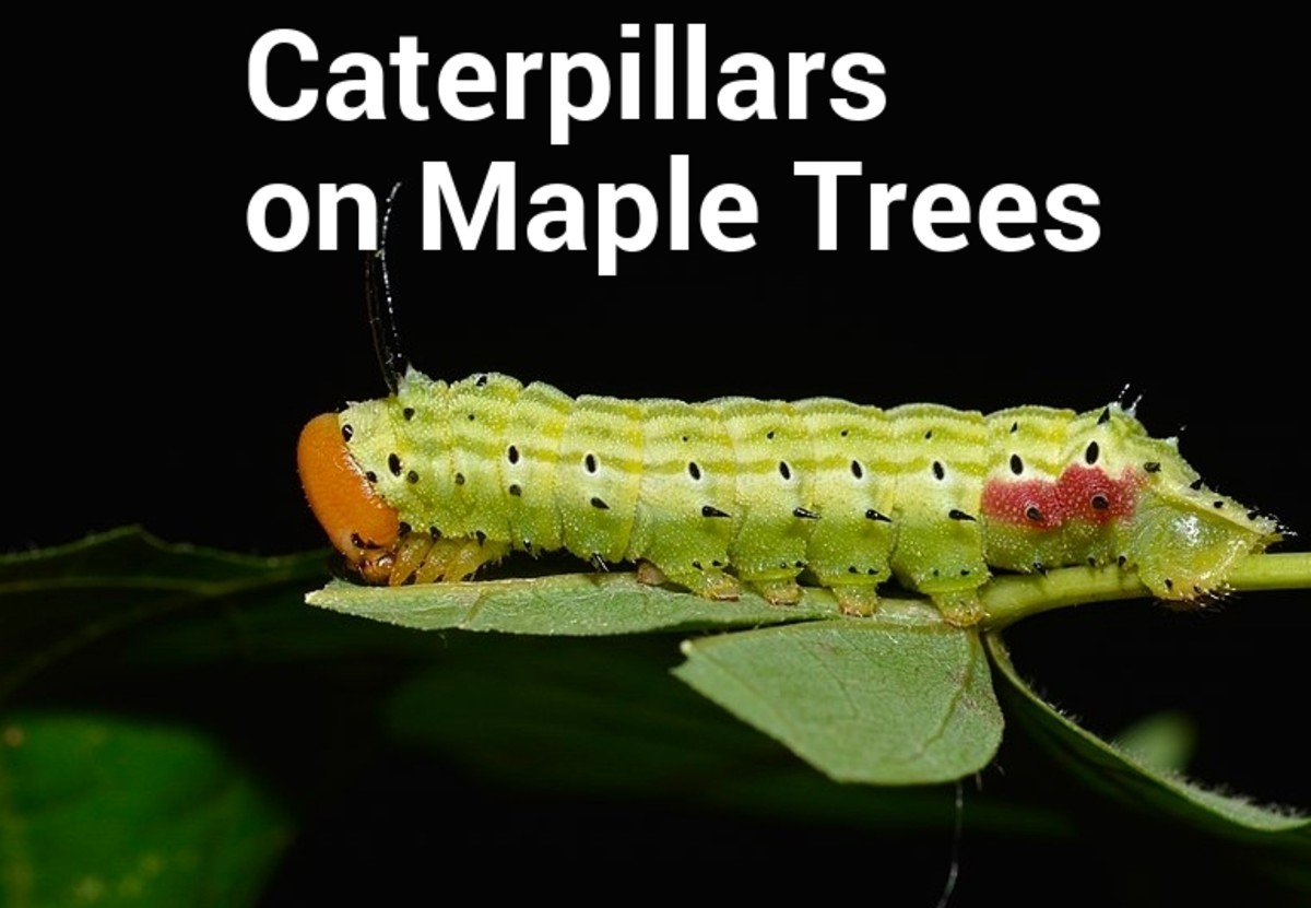 The greenstriped mapleworm is one of the caterpillars featured in this guide.