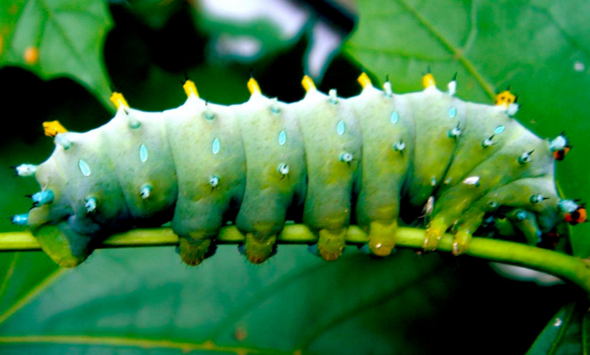 The huge cecropia moth caterpillar