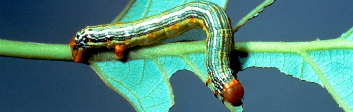 Omnivorous looper caterpillar