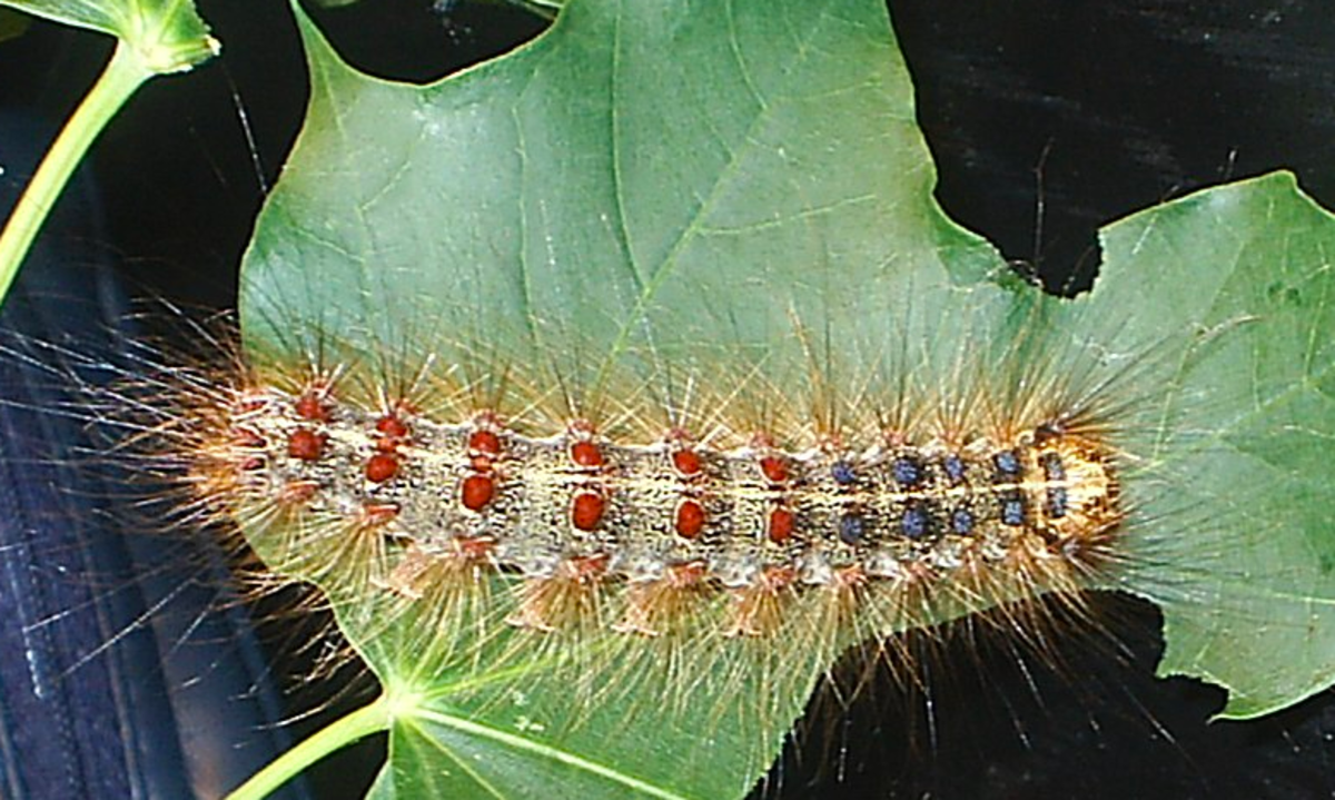 Lamantria dispar, aka the gypsy moth caterpillar