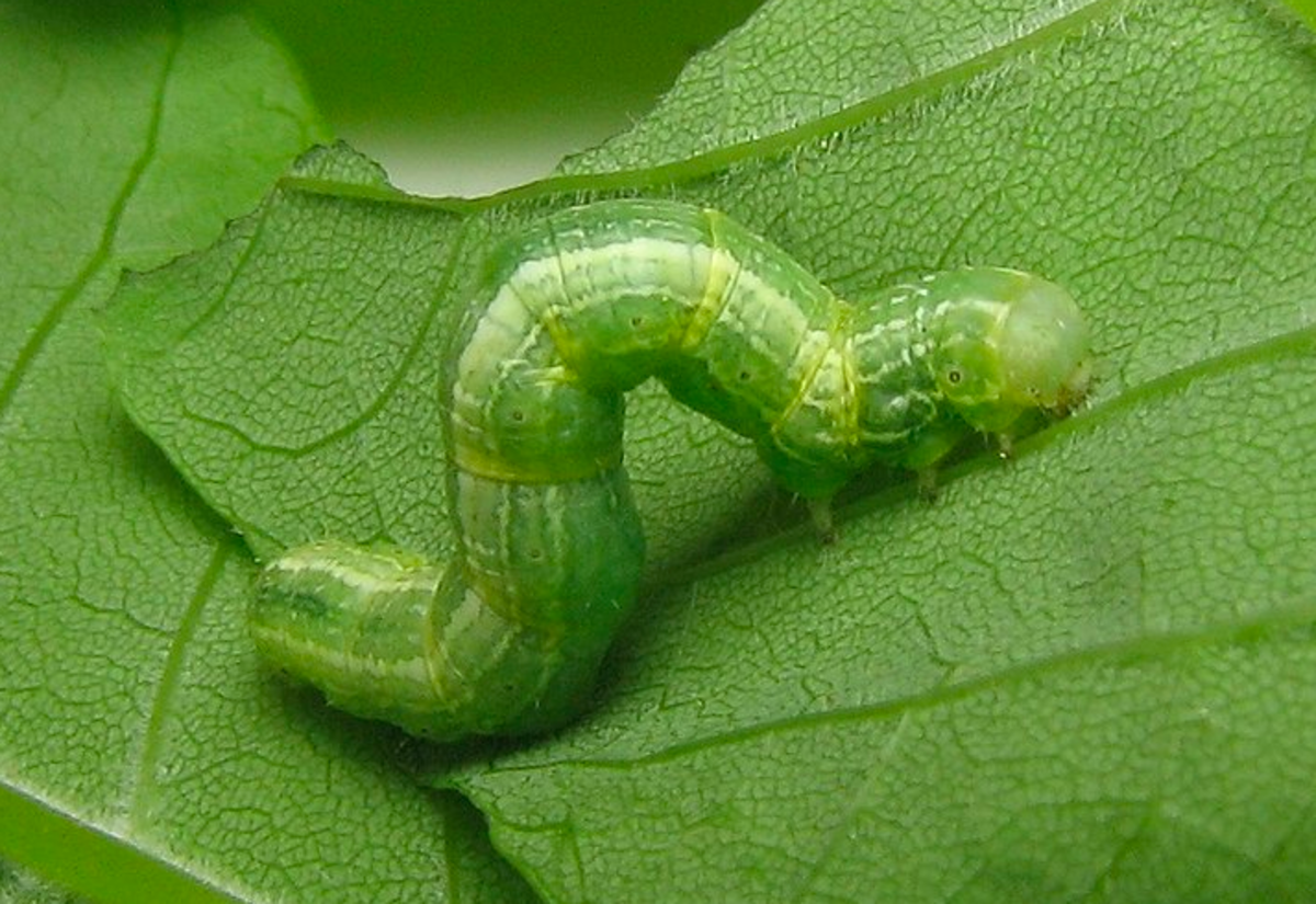 Fall cankerworm 
