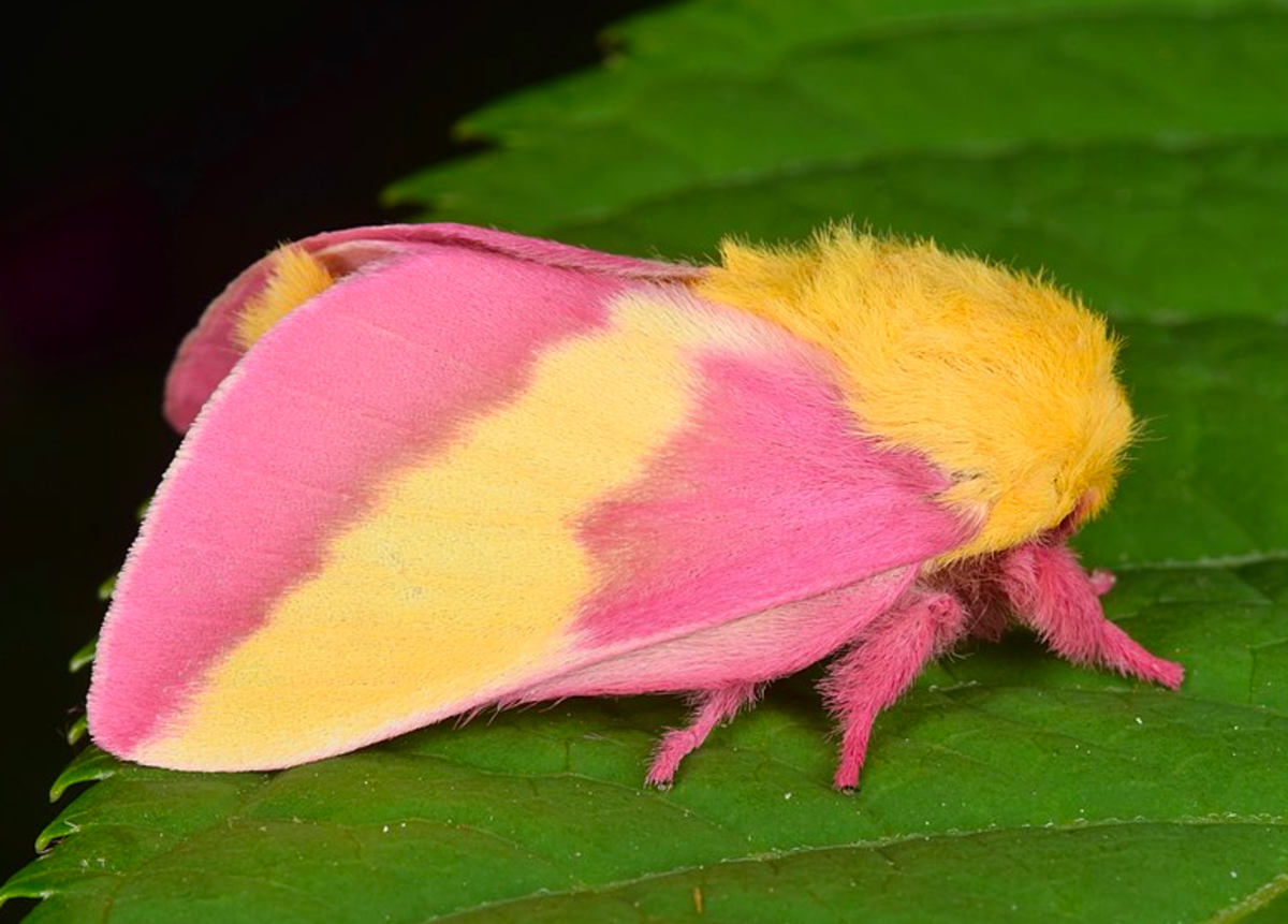 The amazing rosy maple moth