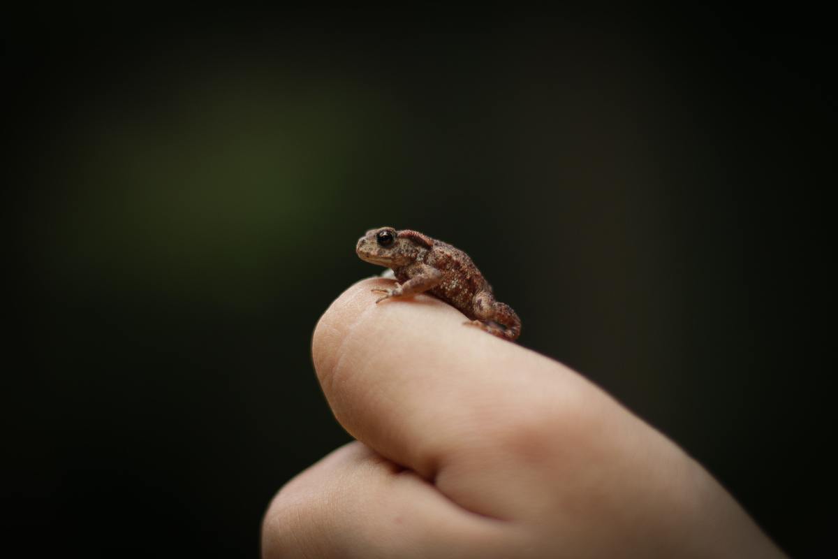 worlds-smallest-animals