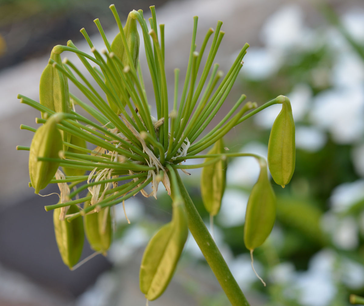 New (green) seed pods of spent Aggie blossoms
