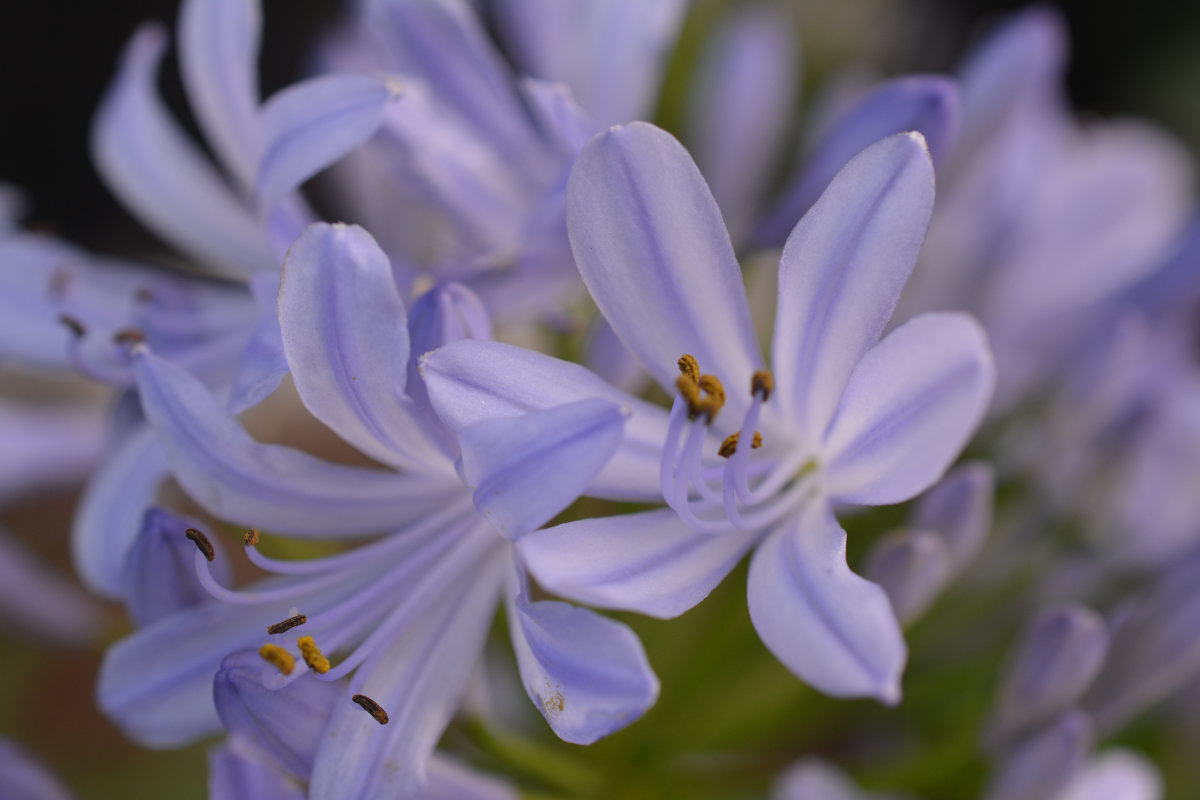 A bird’s eye view of the cluster of tiny flowers of Agapanthus
