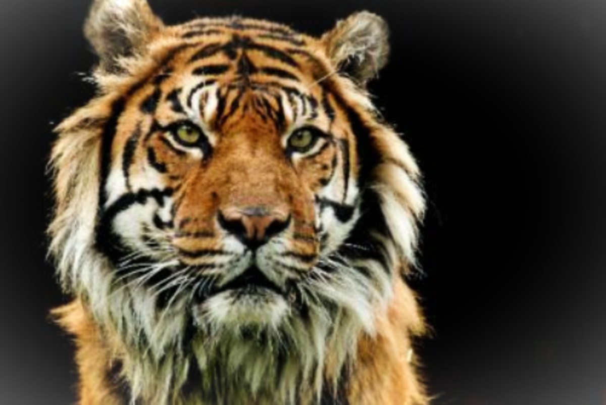Gorgeous Sumatran Tiger -  I wonder if it's breeding season and if Suzie will see me again?