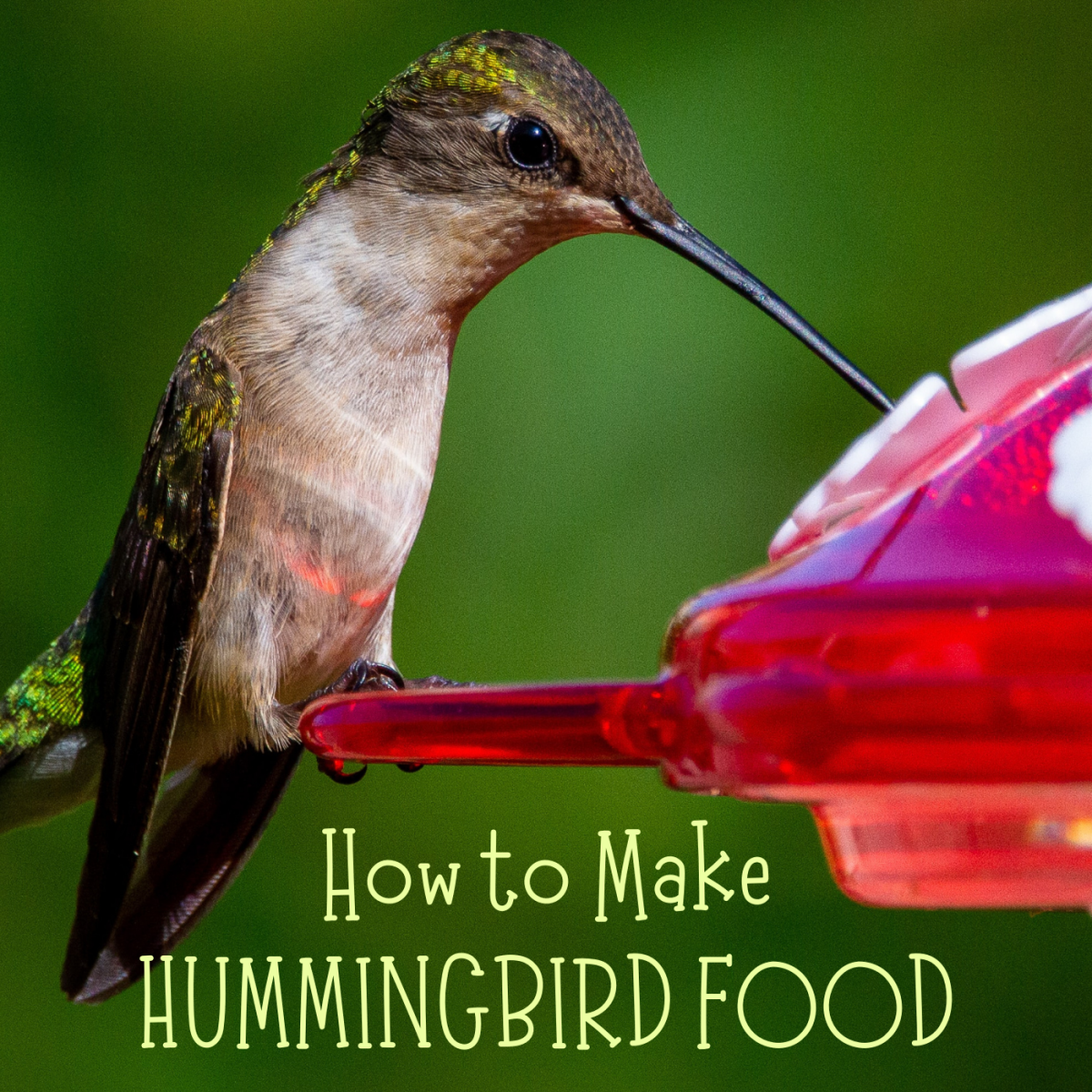 Learn how to make homemade hummingbird food (it's easy!), and see some fascinating facts about these tiny birds.