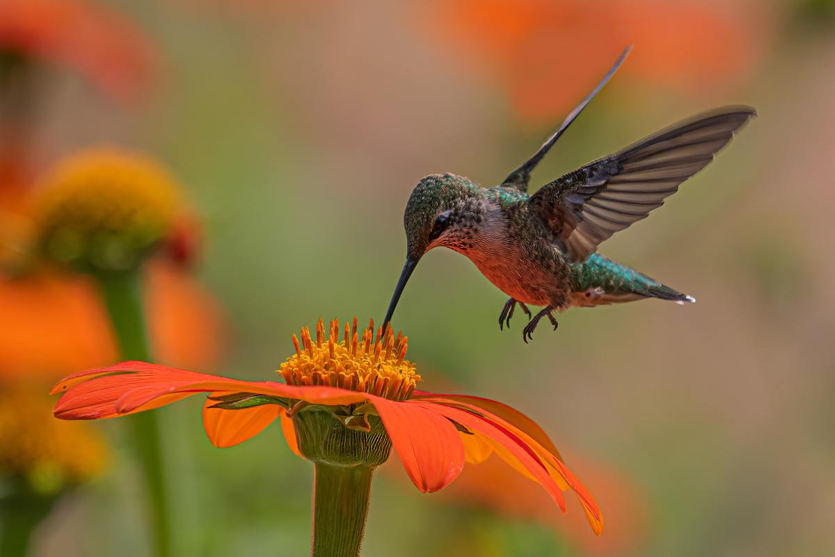 There may be more hummingbirds visiting your yard than you think there are!