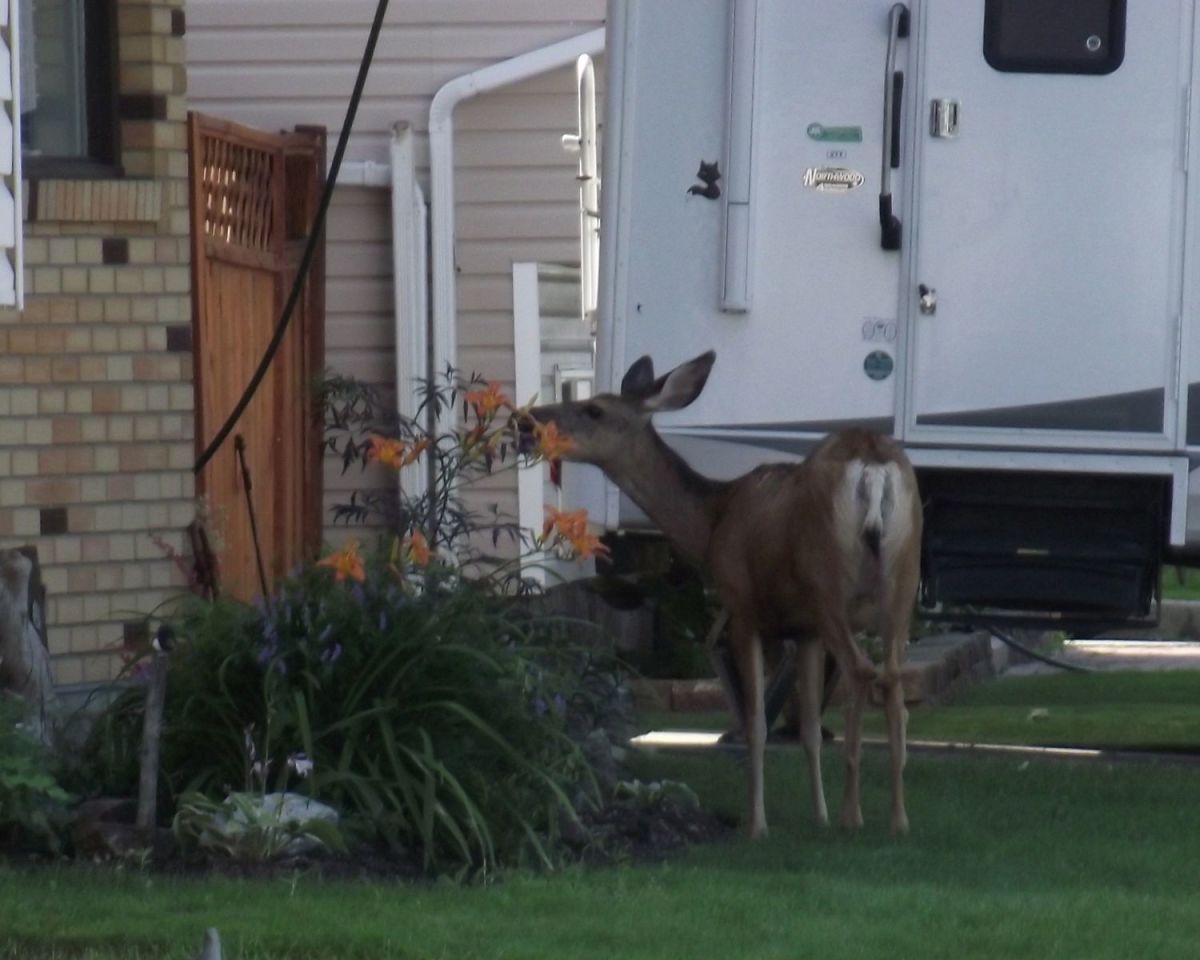 A whitetail deer just leaving our yard