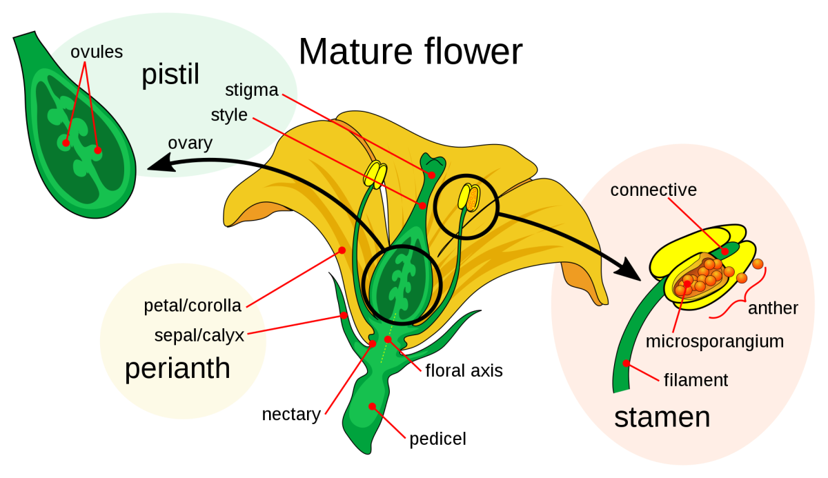 Structure of a flower