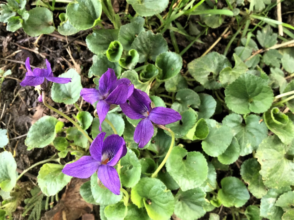 Wild violets beside a walking trail