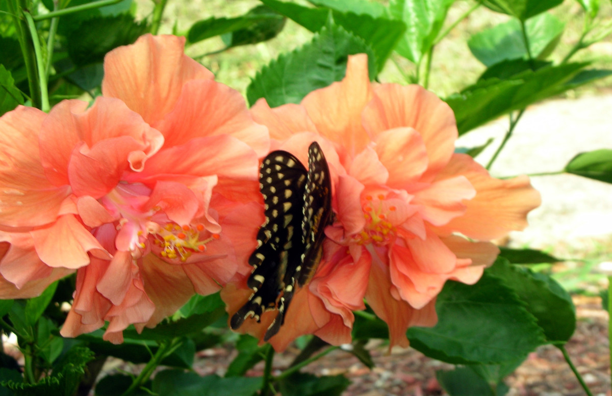 Butterfly - Beautiful Monarchs and Butterflies for Art