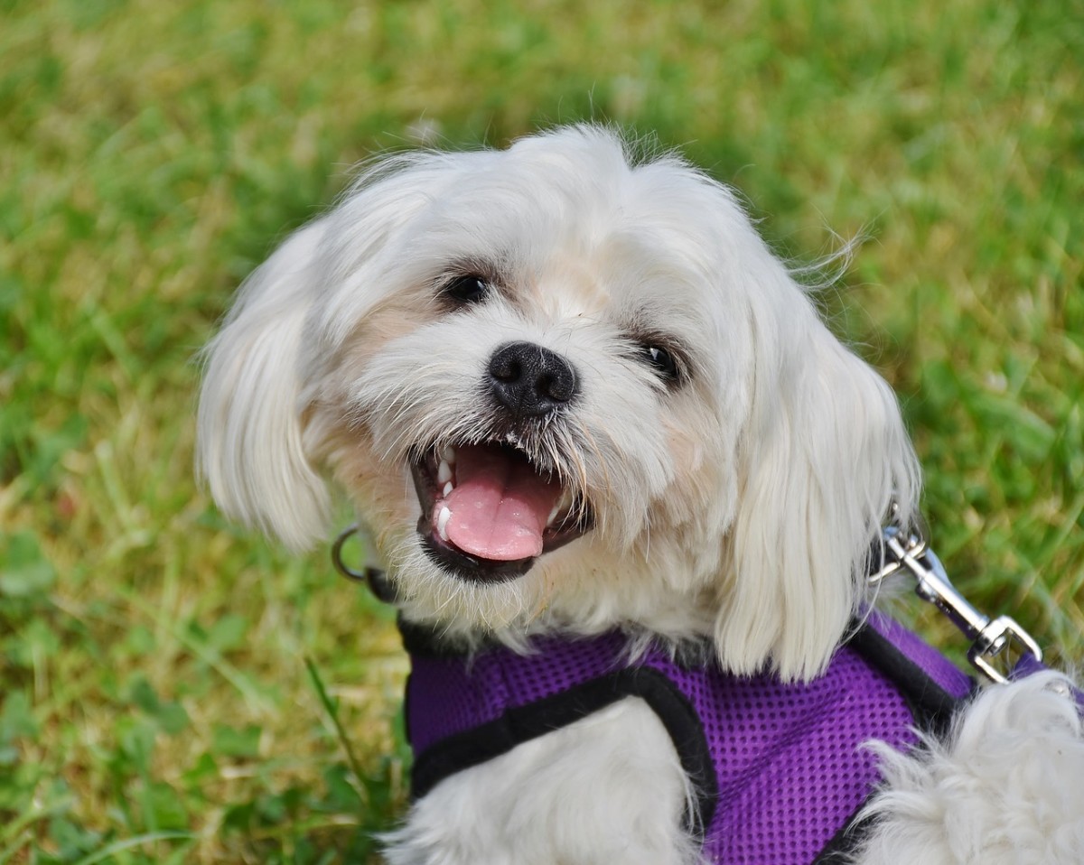 Smiling Maltese puppy.