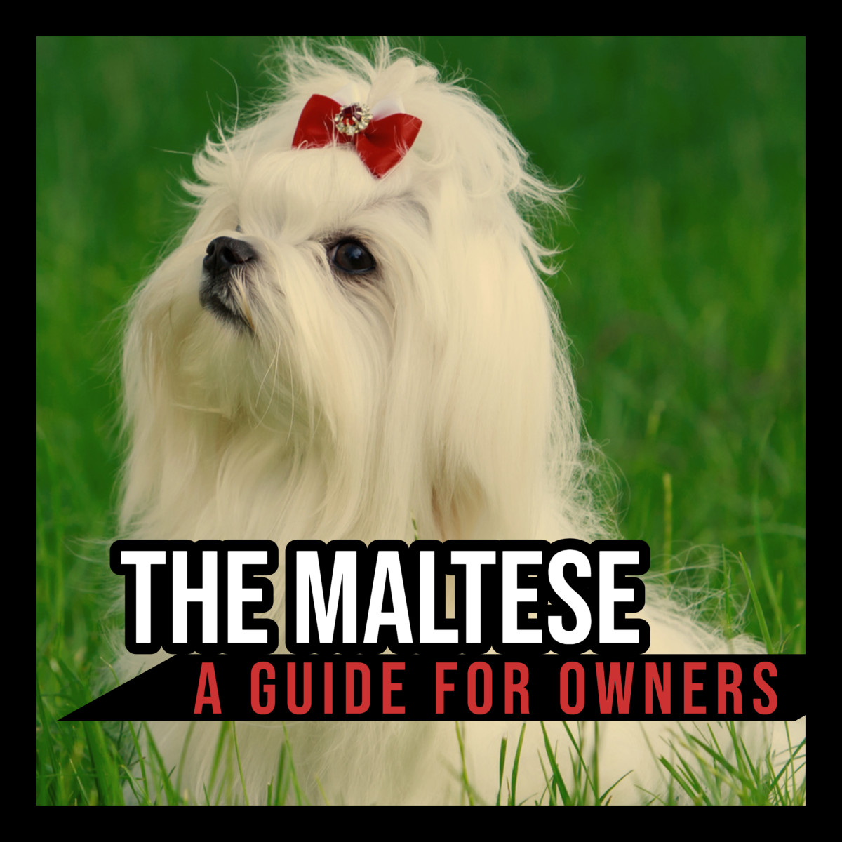 The Maltese: A Guide for Owners - PetHelpful