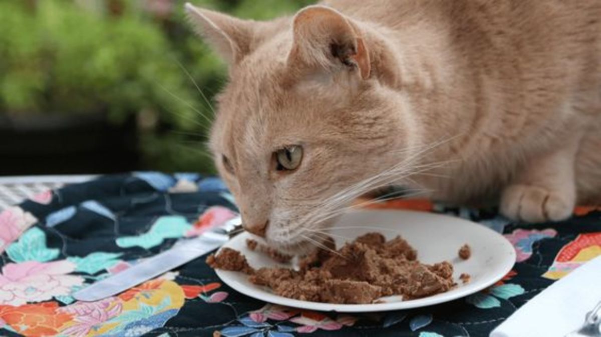 feeding-your-cats-meow-healthy-alternatives-for-indoor-cats