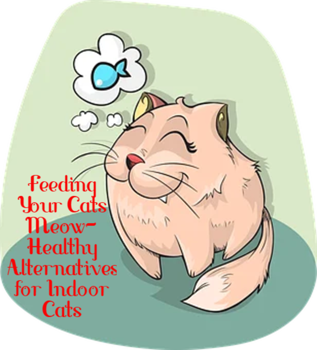 Feeding Your Cat's Meow- Healthy Alternatives for Indoor Cats