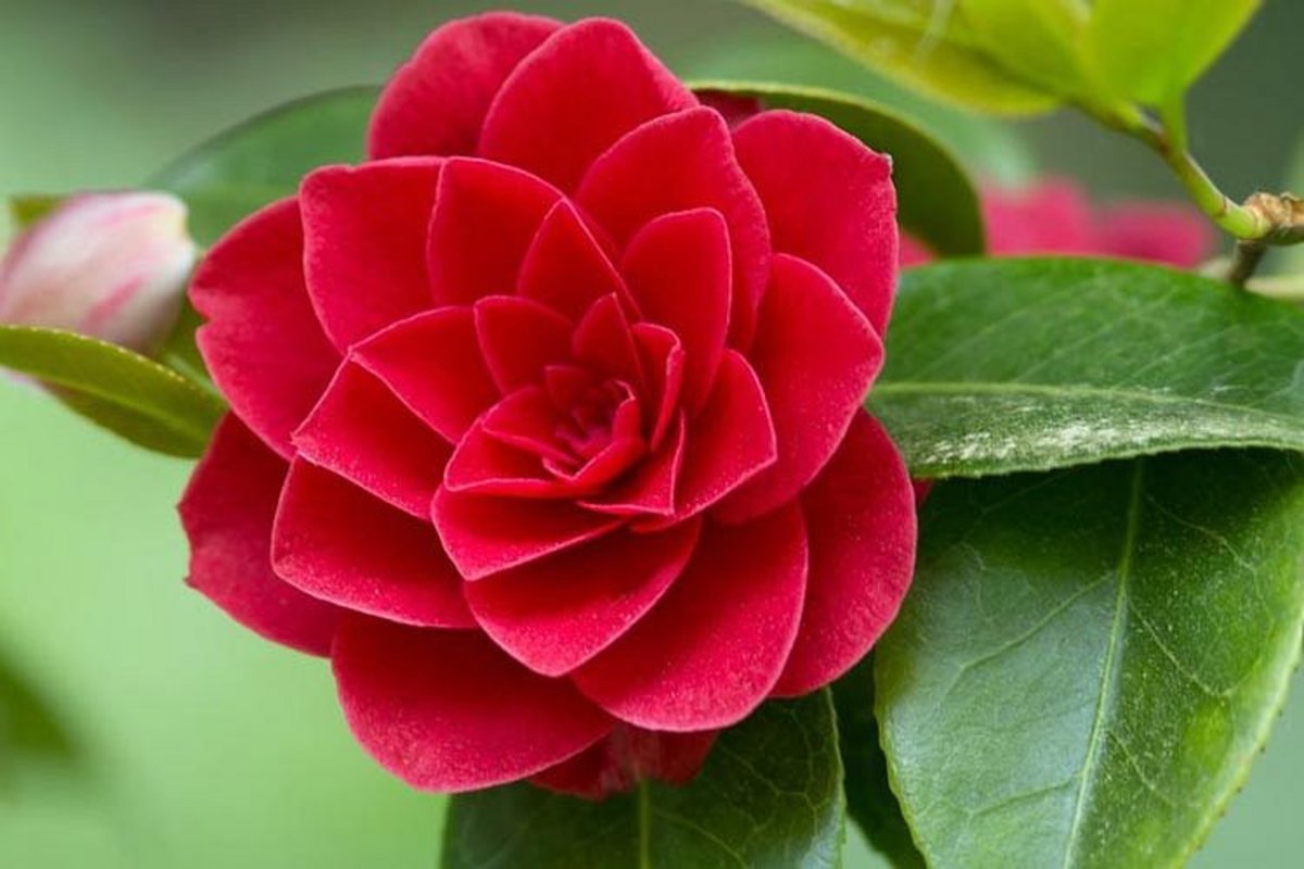 Garden Camellia