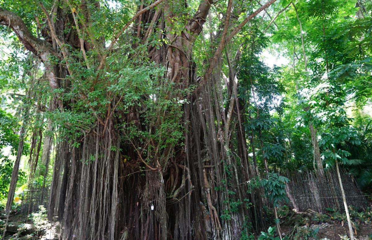 Ficus indica - balete tree or banyan tree. Believes to be a portal to other realms and where a tikbalang resides. 
