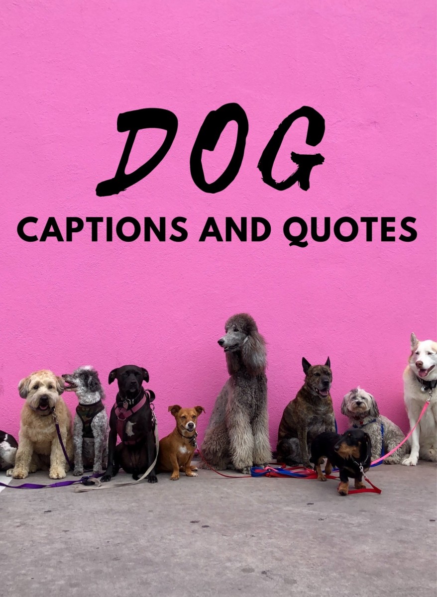 Dog Captions and Quotes