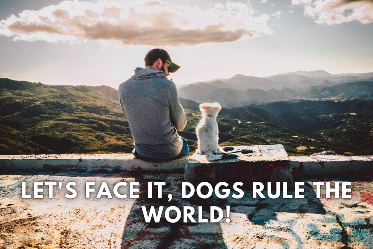dog-quotes-and-caption-ideas