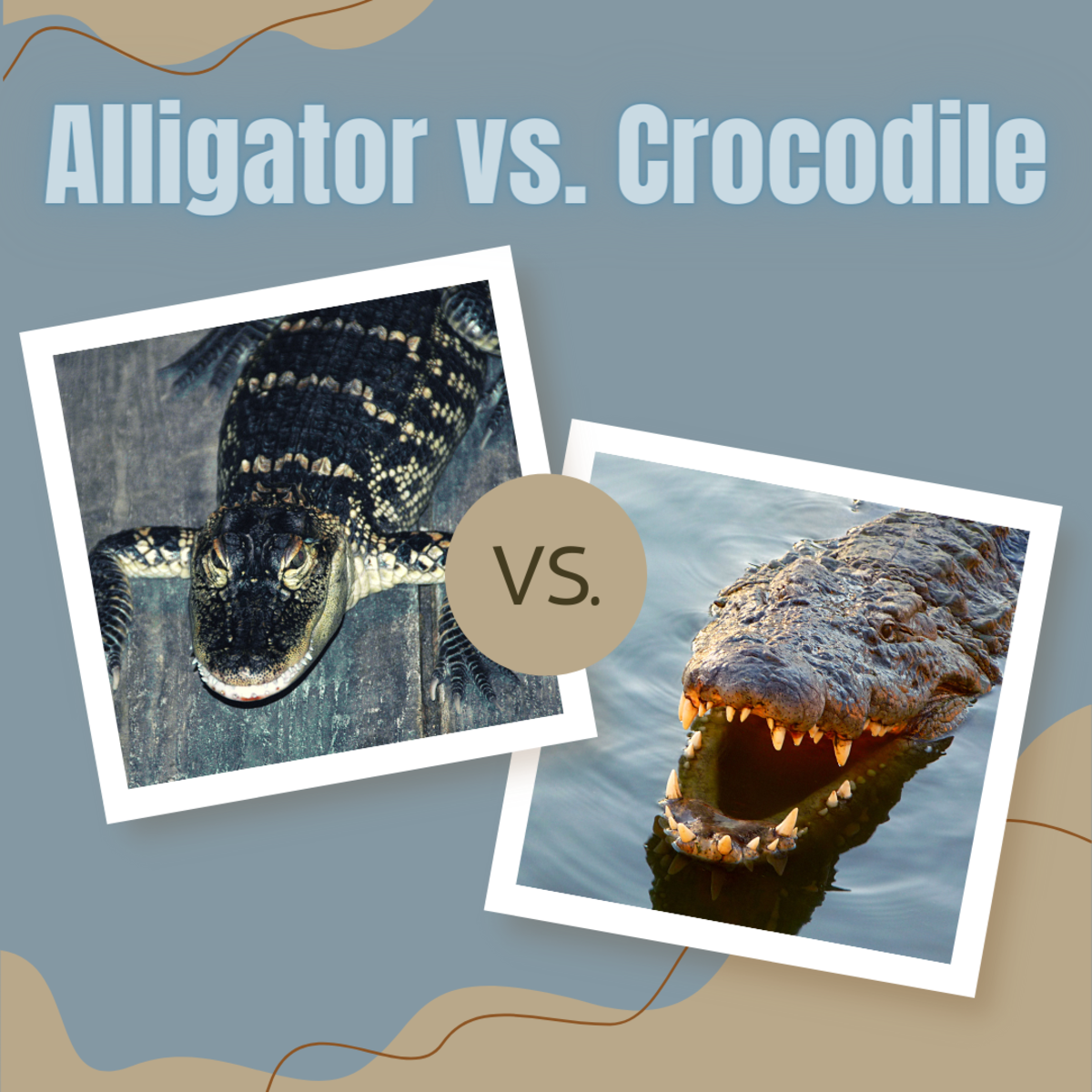 Alligators (left) have a U-shaped snout, while crocodiles (right) have a V-shaped snout.