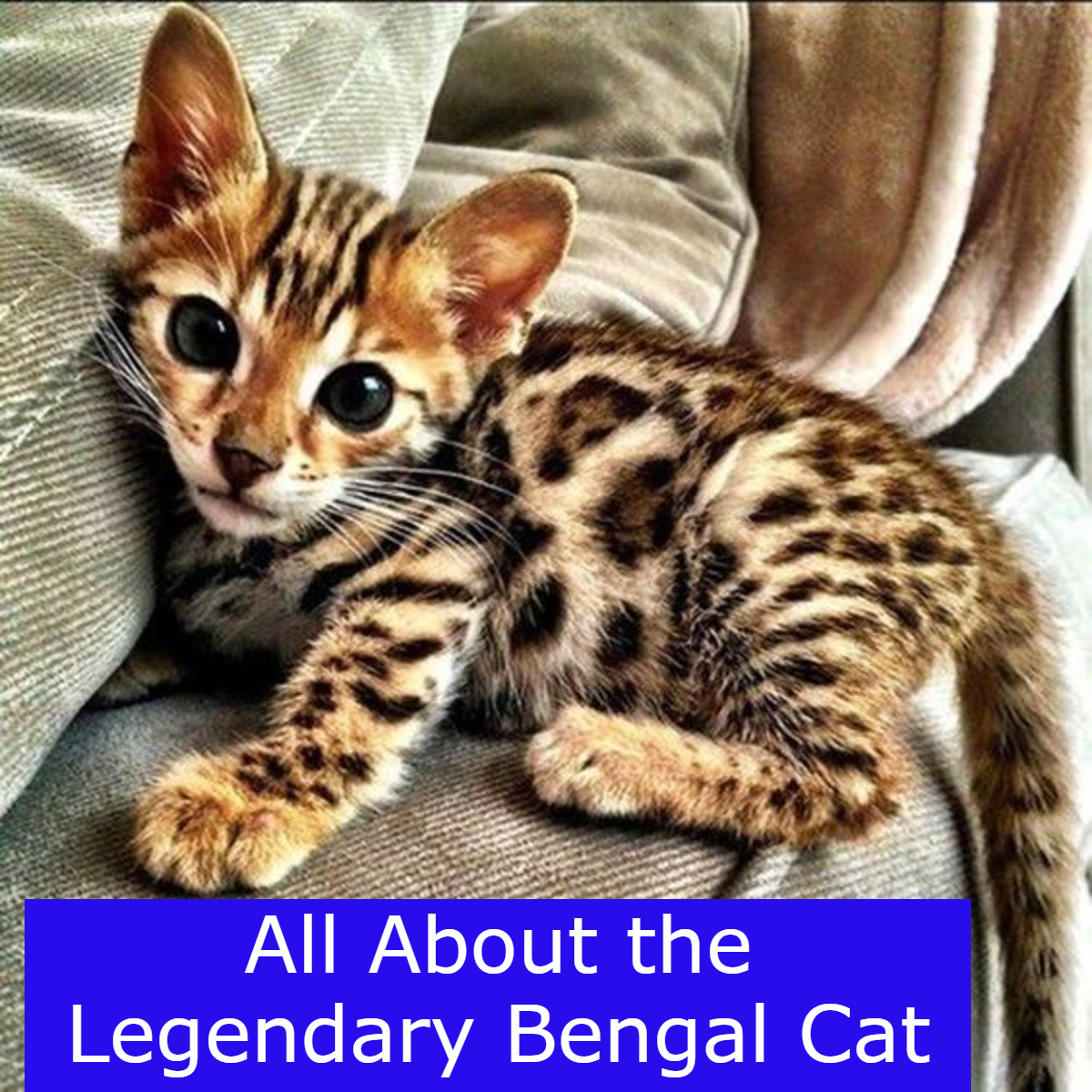 All About the Legendary Bengal Cat