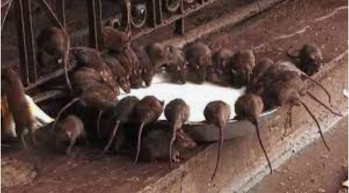 World Rat Day - HubPages