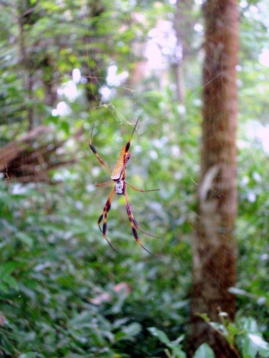 Scary banana spiders are seen all over the place