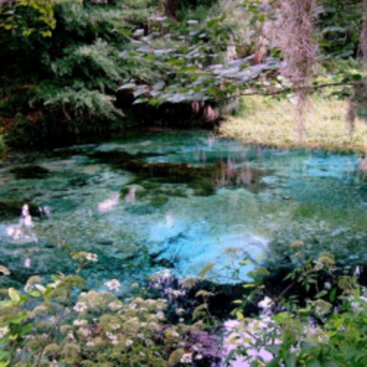 Visit Rainbow Springs State Park in Dunnellon, Florida