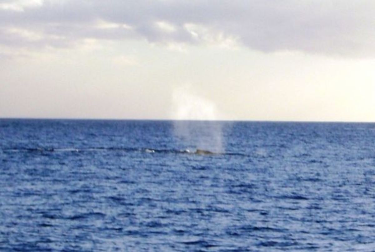 Humpback Whale in Hawaii