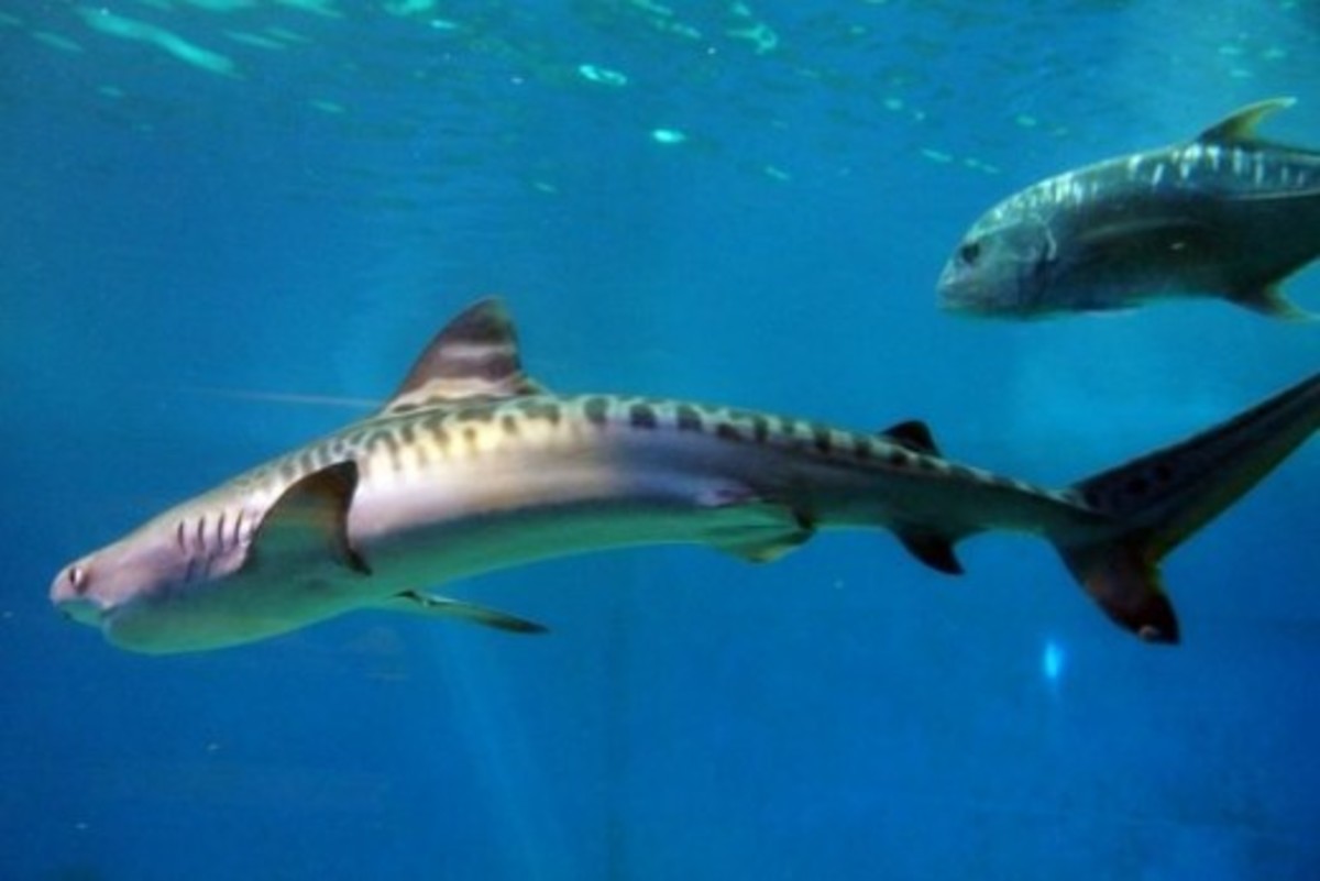 Sharks at the Maui Ocean Center Aquarium