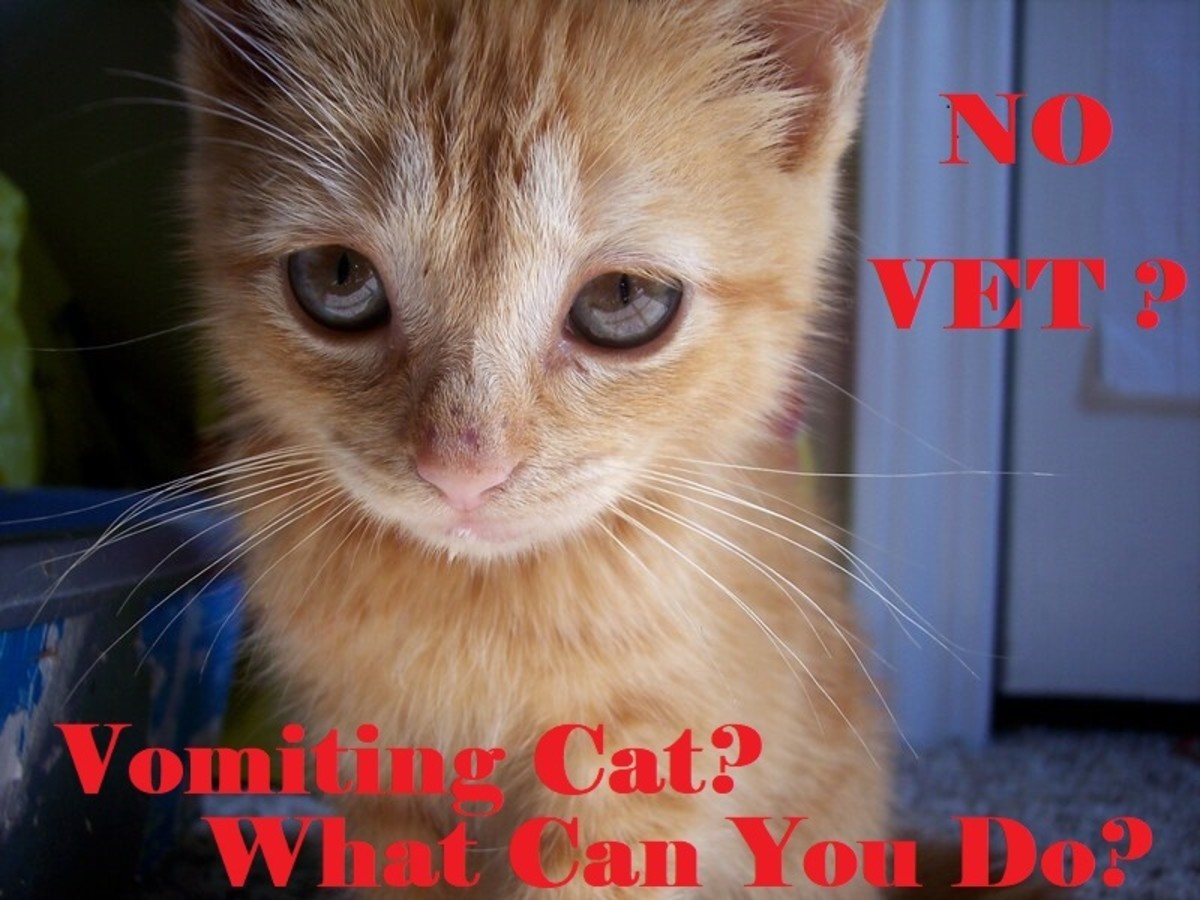 You can treat your cat for vomiting even if no veterinarian is available.