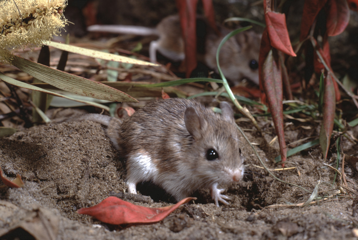 The Grasshopper Mouse is an amazing (and cute) rodent from the Sonoran desert of Arizona that is totally unphased by the sting of the Arizona Bark Scorpion, one of the most deadly scorpions in the United States.