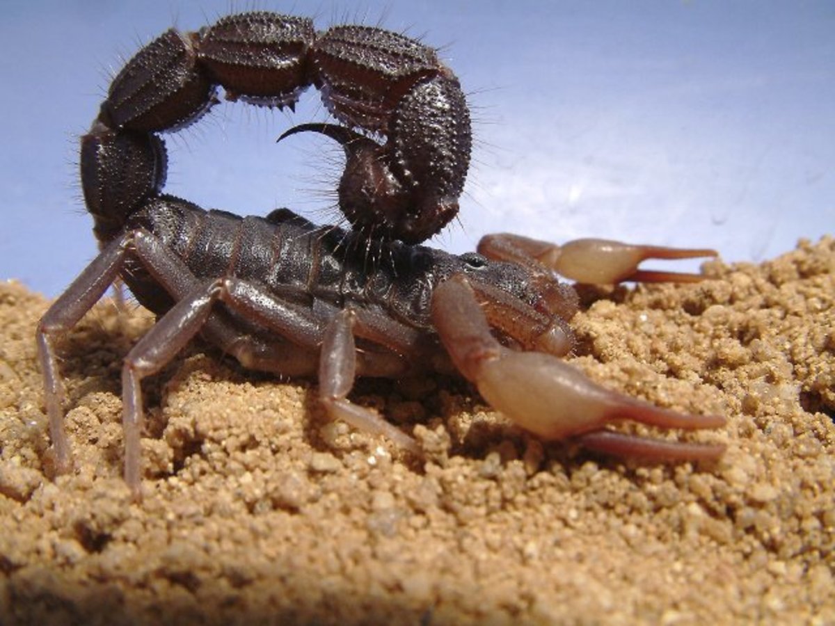 scorpions-armed-and-armored-arachnids