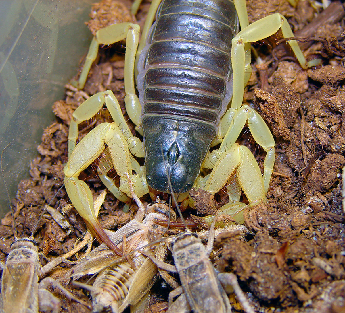 These crickets are no match for the dreaded scorpion.