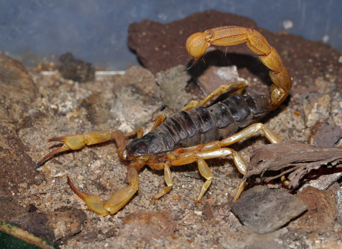 scorpions-armed-and-armored-arachnids